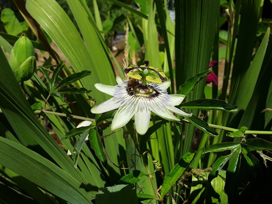 medicinal herbs
