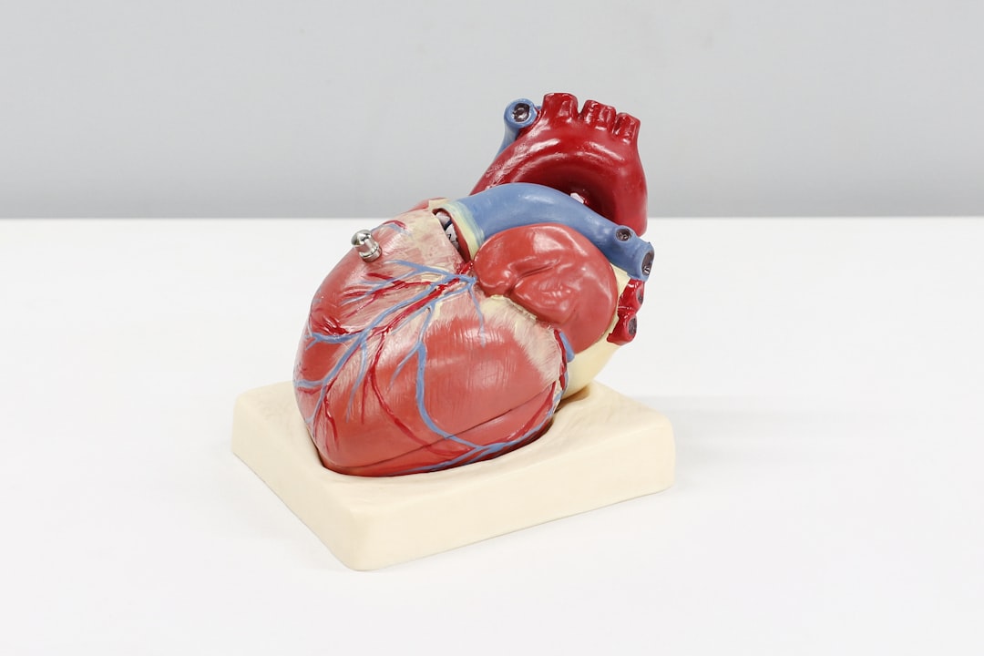 Gezondheid en het hart: hoe zorg je er het beste voor?